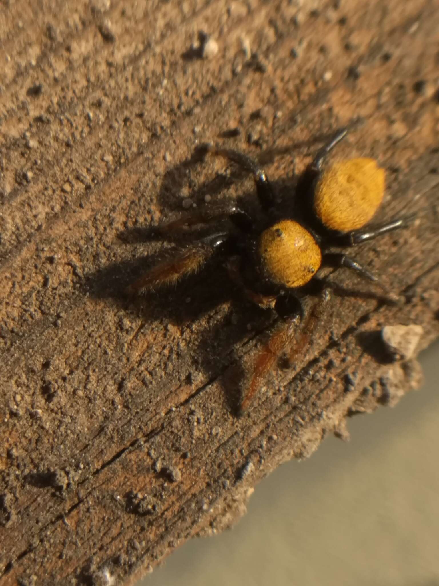 Image of Phidippus nikites Chamberlin & Ivie 1935