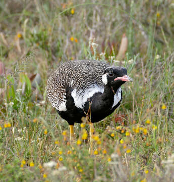 Image of Southern Black Bustard