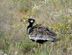 Image of Southern Black Bustard