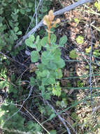 Image of Exobasidium ferrugineae Minnis, A. H. Kenn. & N. A. Goldberg 2012