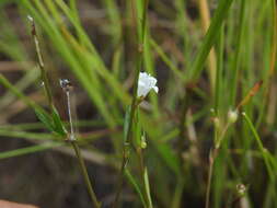 Image of Oldenlandia subulata Korth.