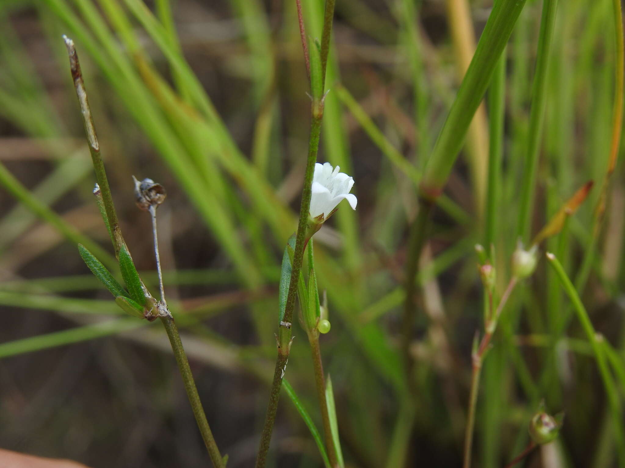 Image of Oldenlandia subulata Korth.