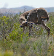 Image de Pelea Gray 1851