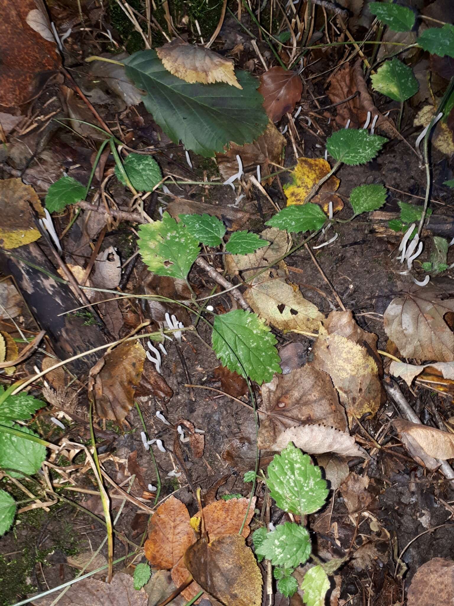 Image of Clavaria acuta Sowerby 1803