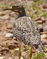 Слика од Burhinus capensis (Lichtenstein & Mhk 1823)