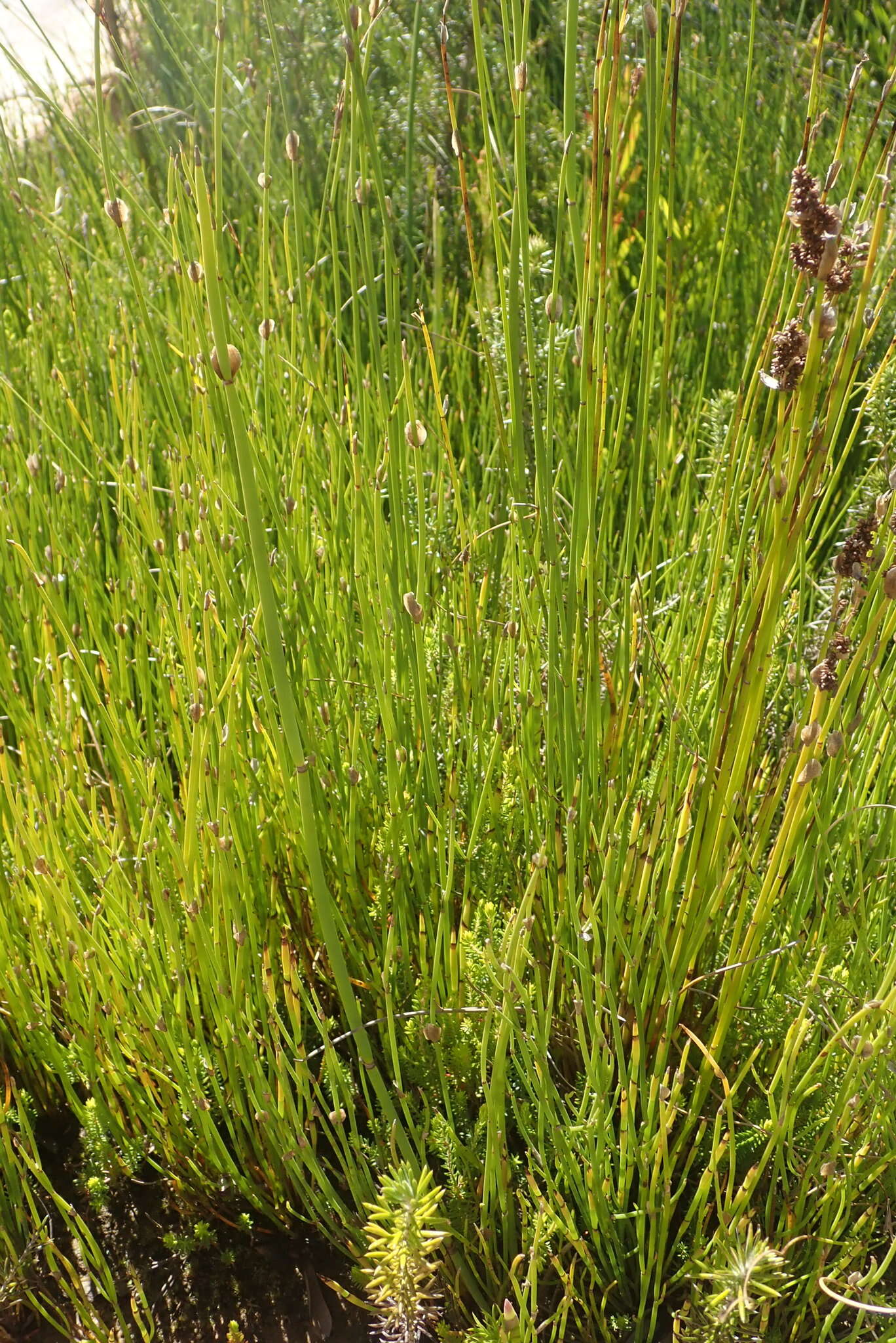 Image of Elegia juncea L.