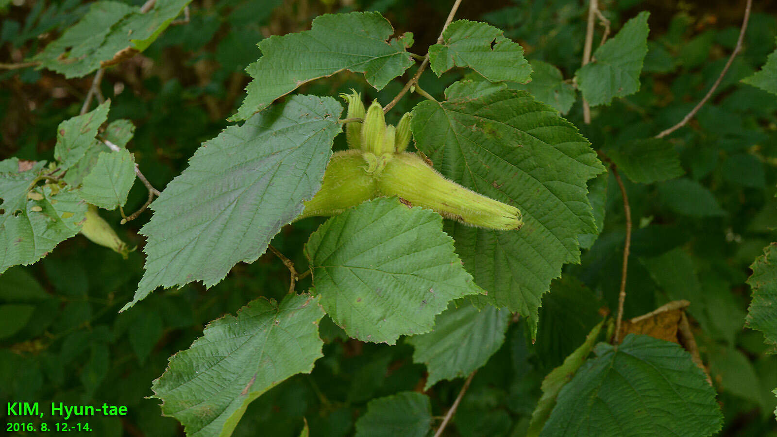 Image of Corylus sieboldiana Blume