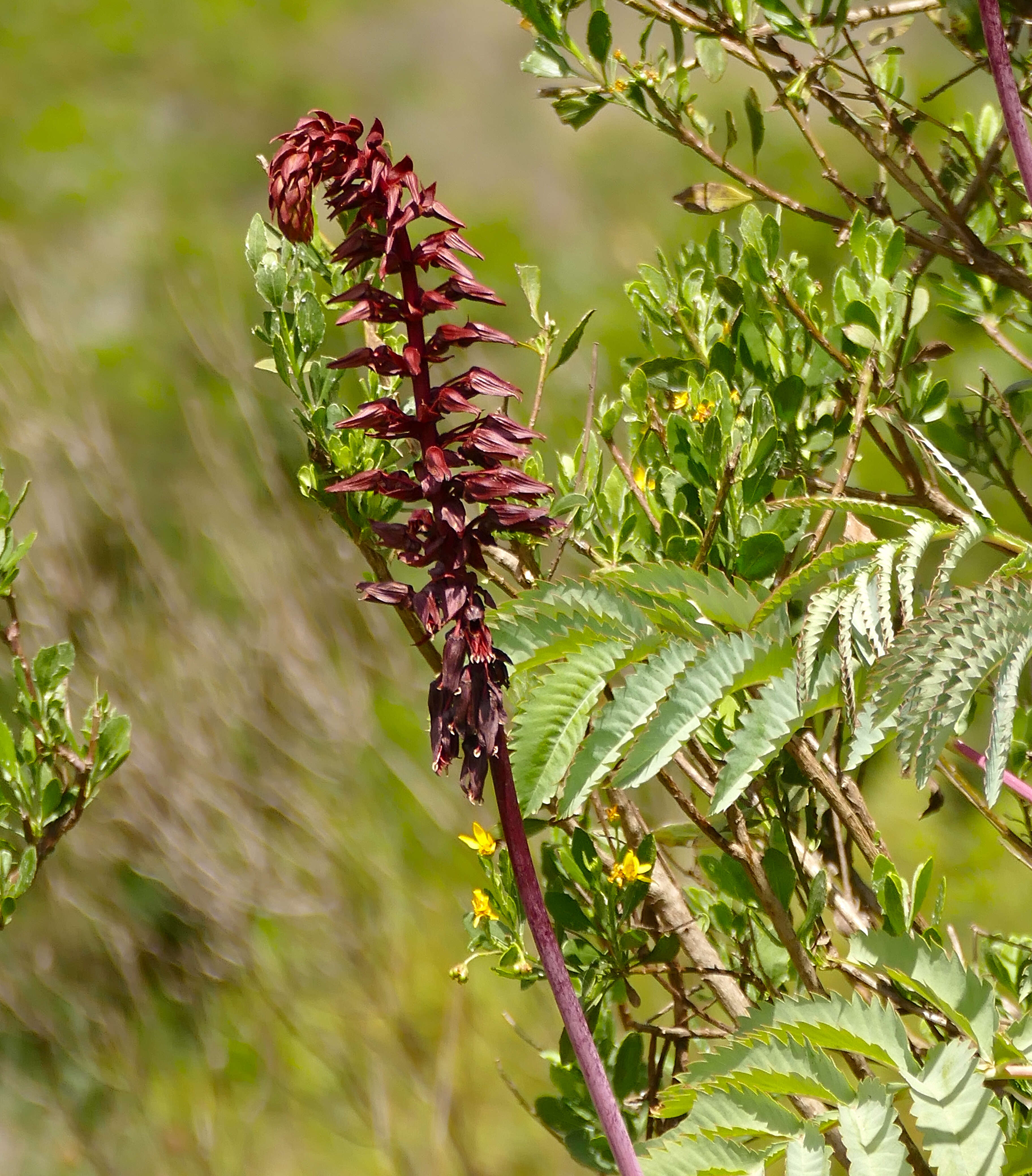 Image de Melianthus major L.