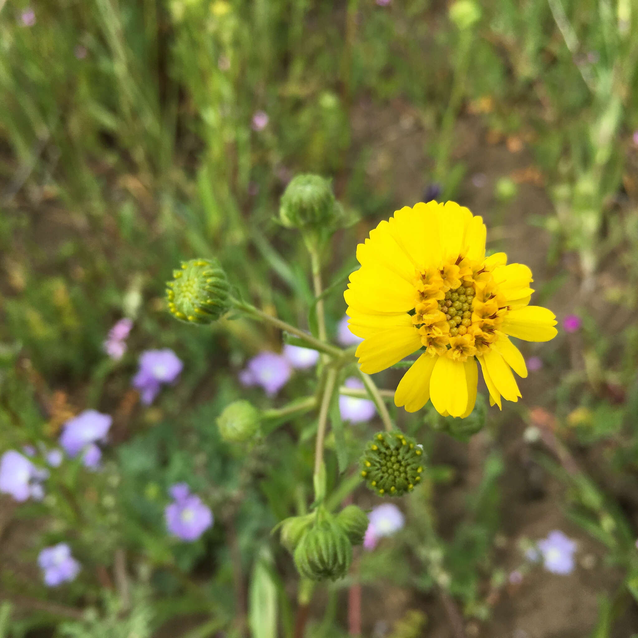 Слика од Deinandra halliana (D. D. Keck) B. G. Baldwin