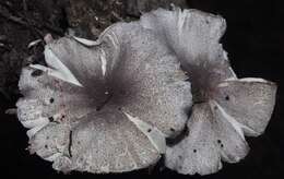 Image de Leucoagaricus ionidicolor Bellù & Lanzoni 1988