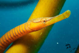 Image of Entelurus