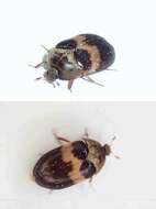 Image of Banded Black Carpet Beetle