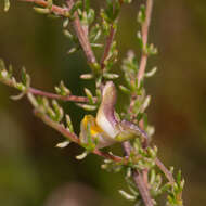 Image of Aspalathus biflora subsp. biflora