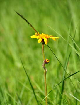 Image of mountain arnica