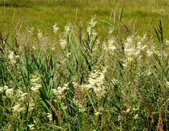 Image of Meadowsweet