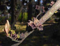 Imagem de Hamamelis virginiana L.