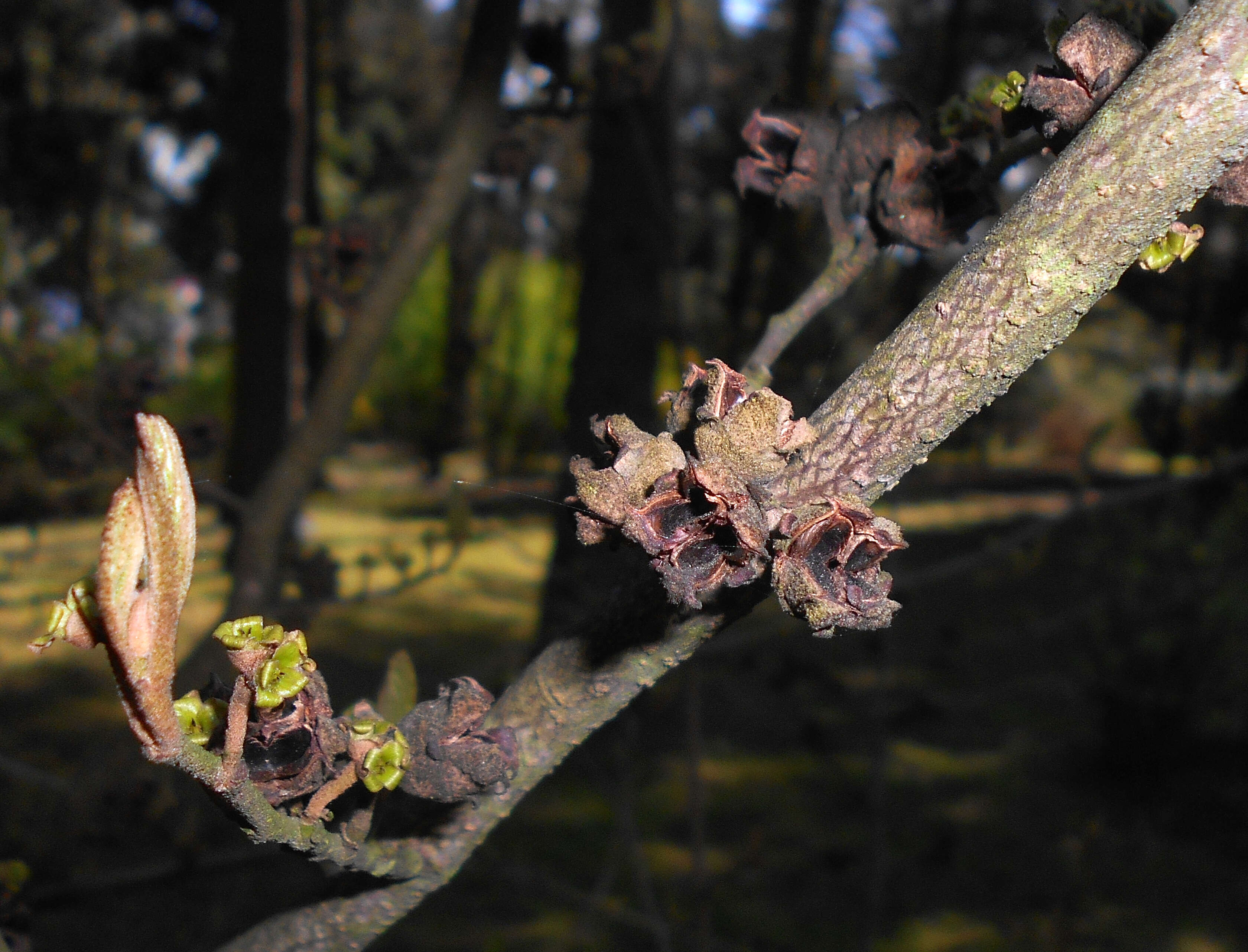 Image of American witchhazel