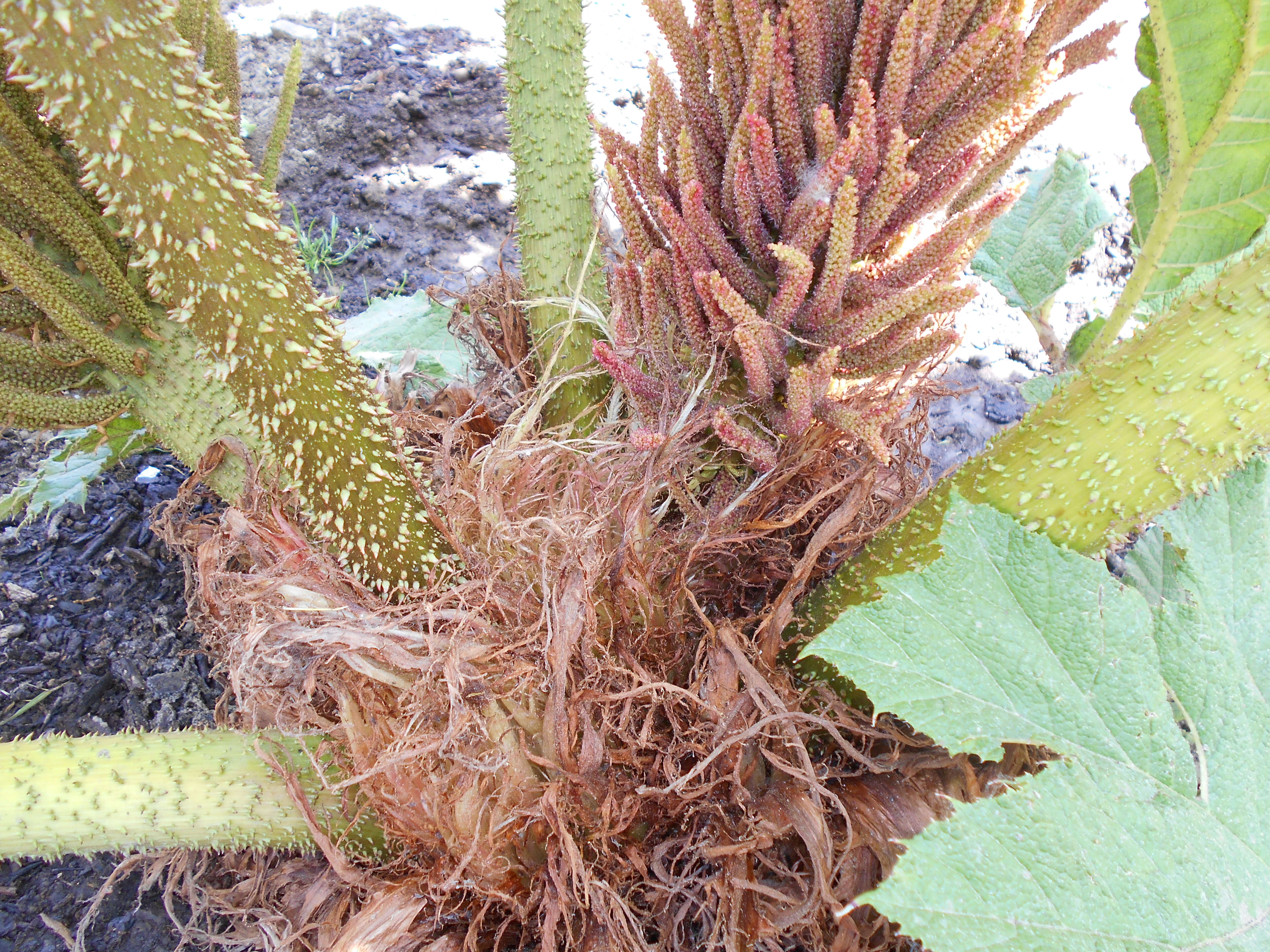 Image of giant rhubarb