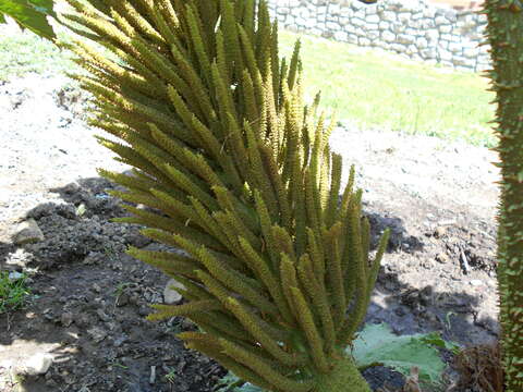 Image of giant rhubarb