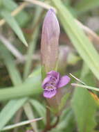 Image of Gentianella amarella subsp. amarella