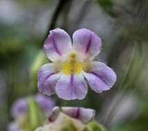 Image of Erythranthe erubescens G. L. Nesom