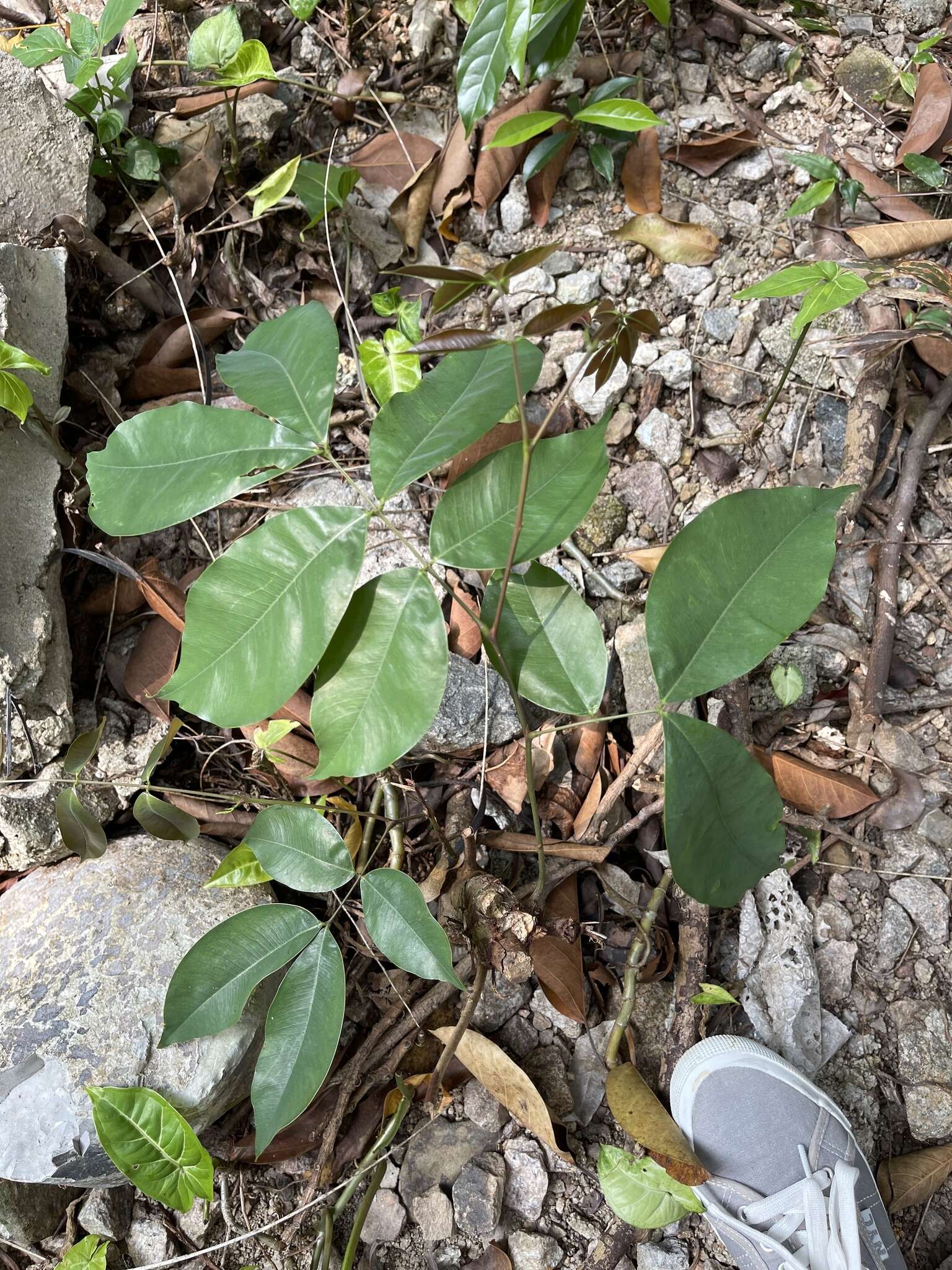 Image of Lysidice rhodostegia Hance