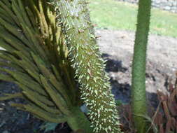 Image of giant rhubarb