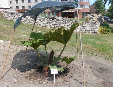 Image of giant rhubarb