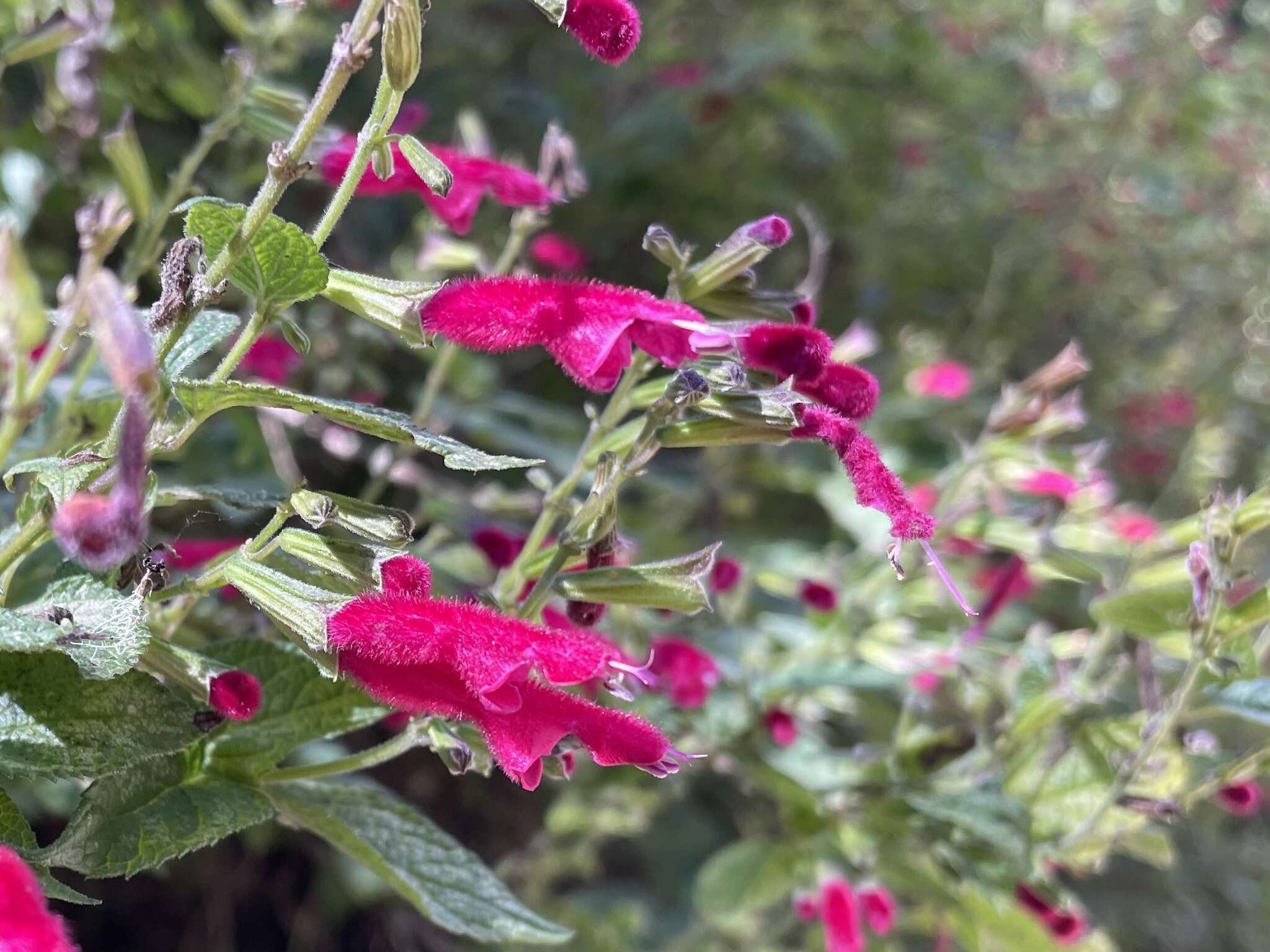 Image of Salvia nervata M. Martens & Galeotti