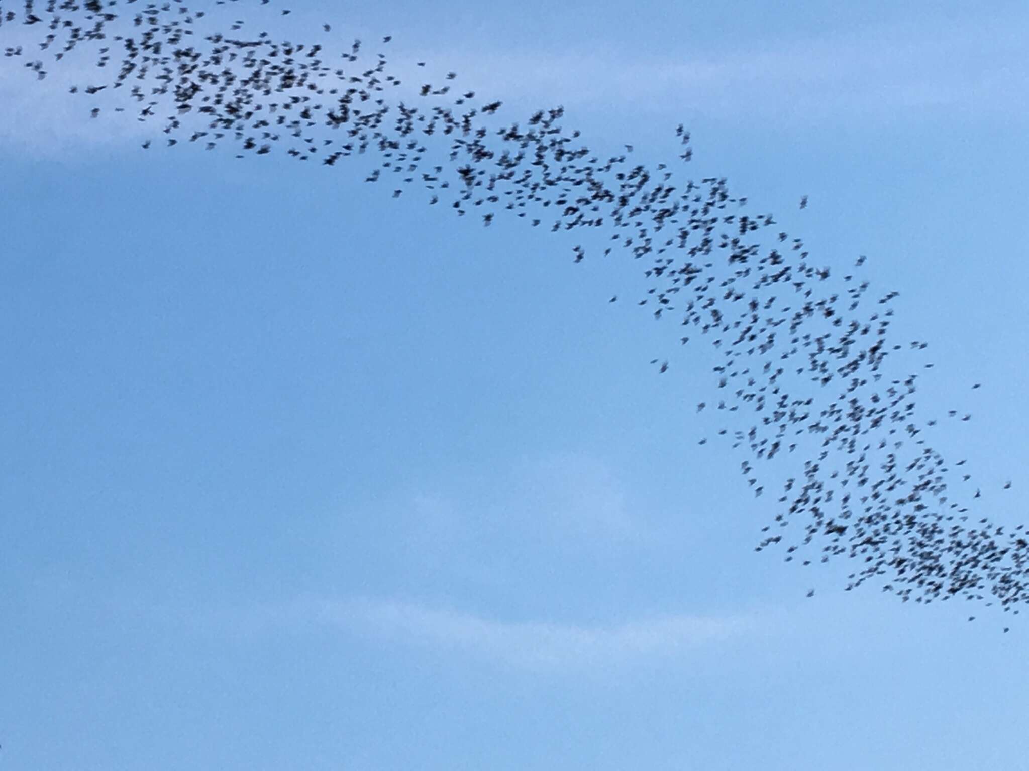 Image of Tadarine Free-tailed Bats