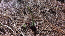 Image of Flagstaff rockcress