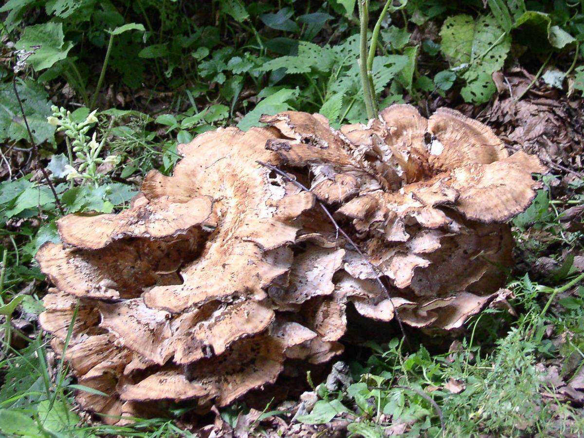 Image de Polypore géant