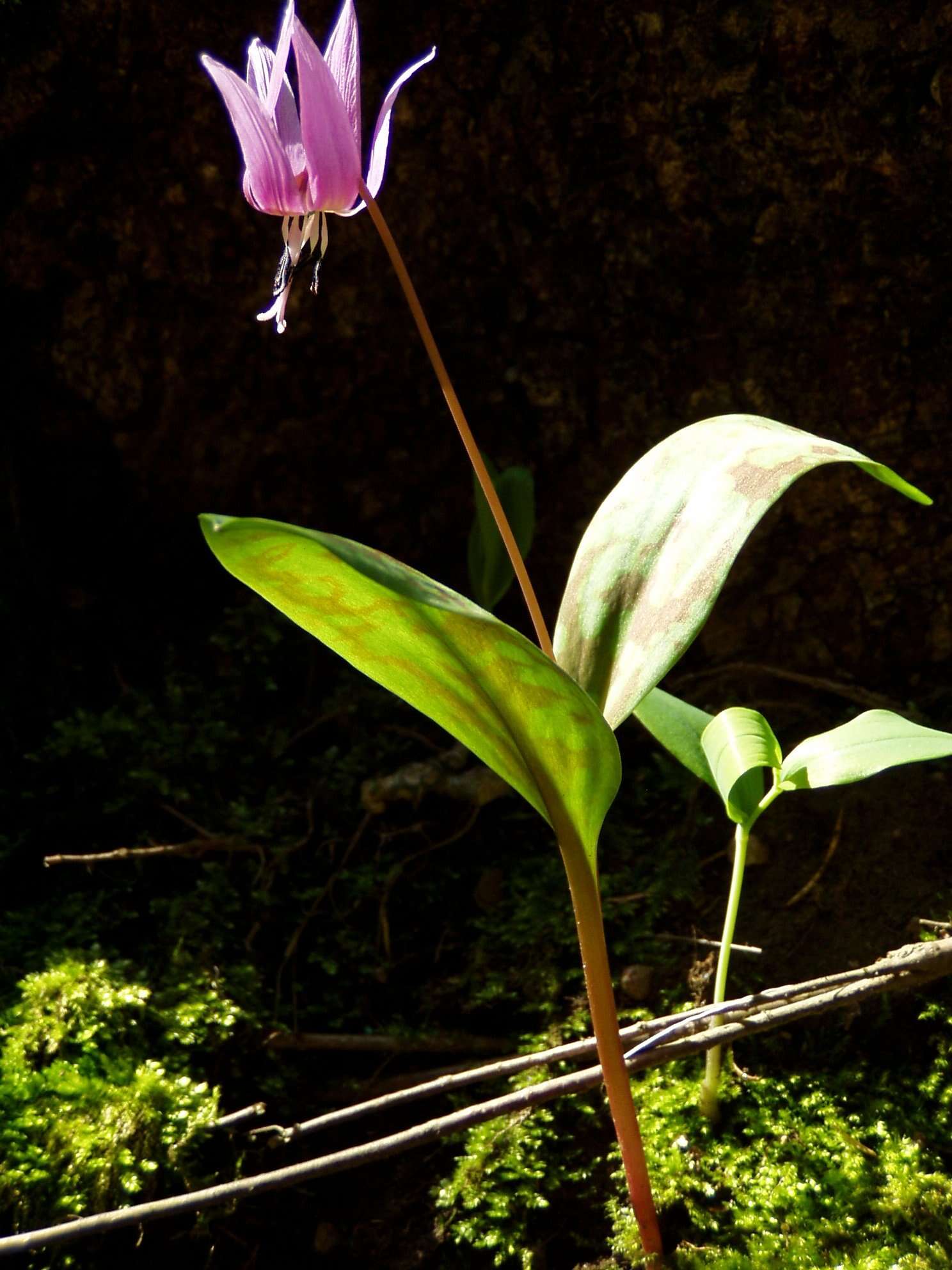 Image of Dog tooth lily