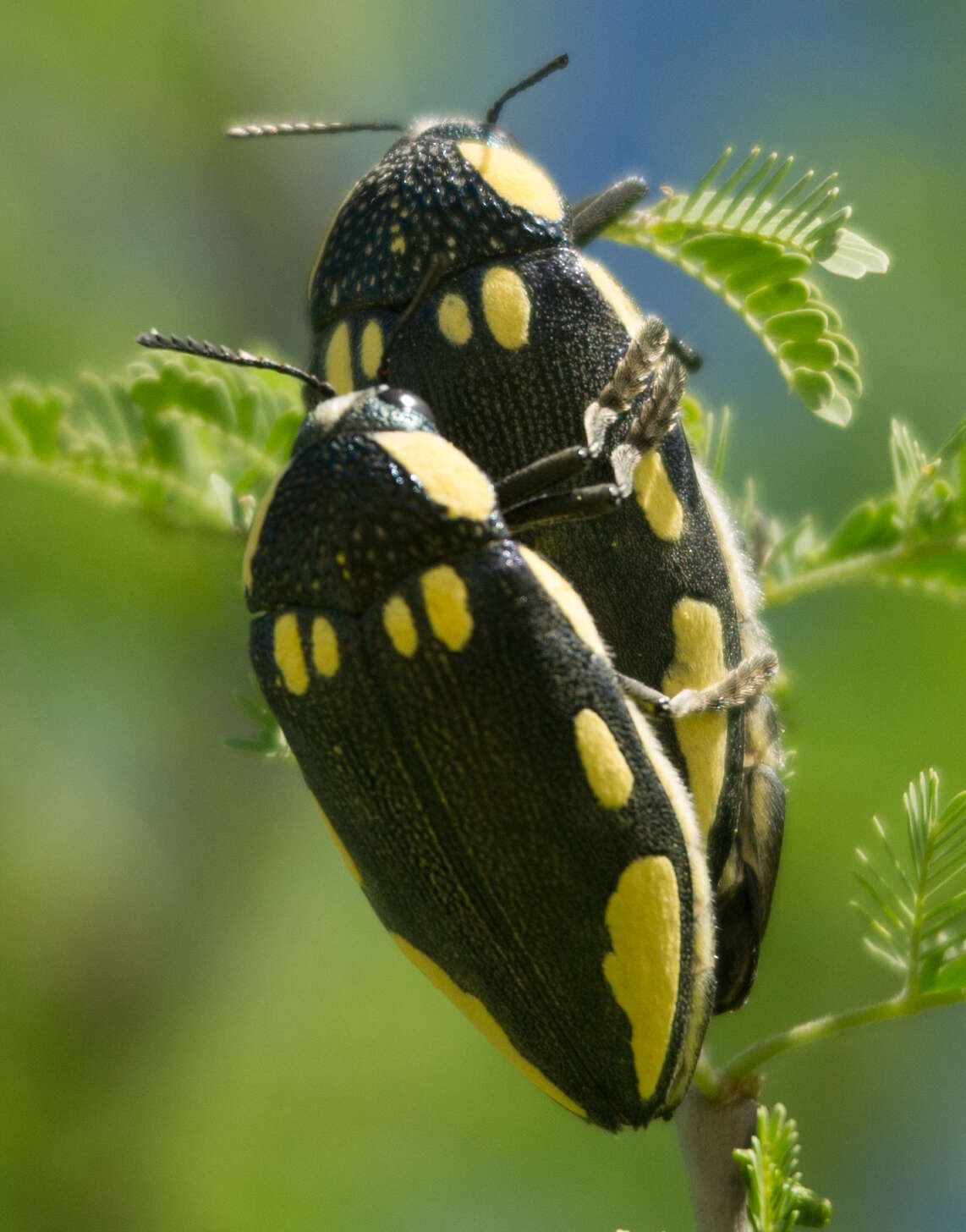 Imagem de Sternocera orissa Buquet 1837