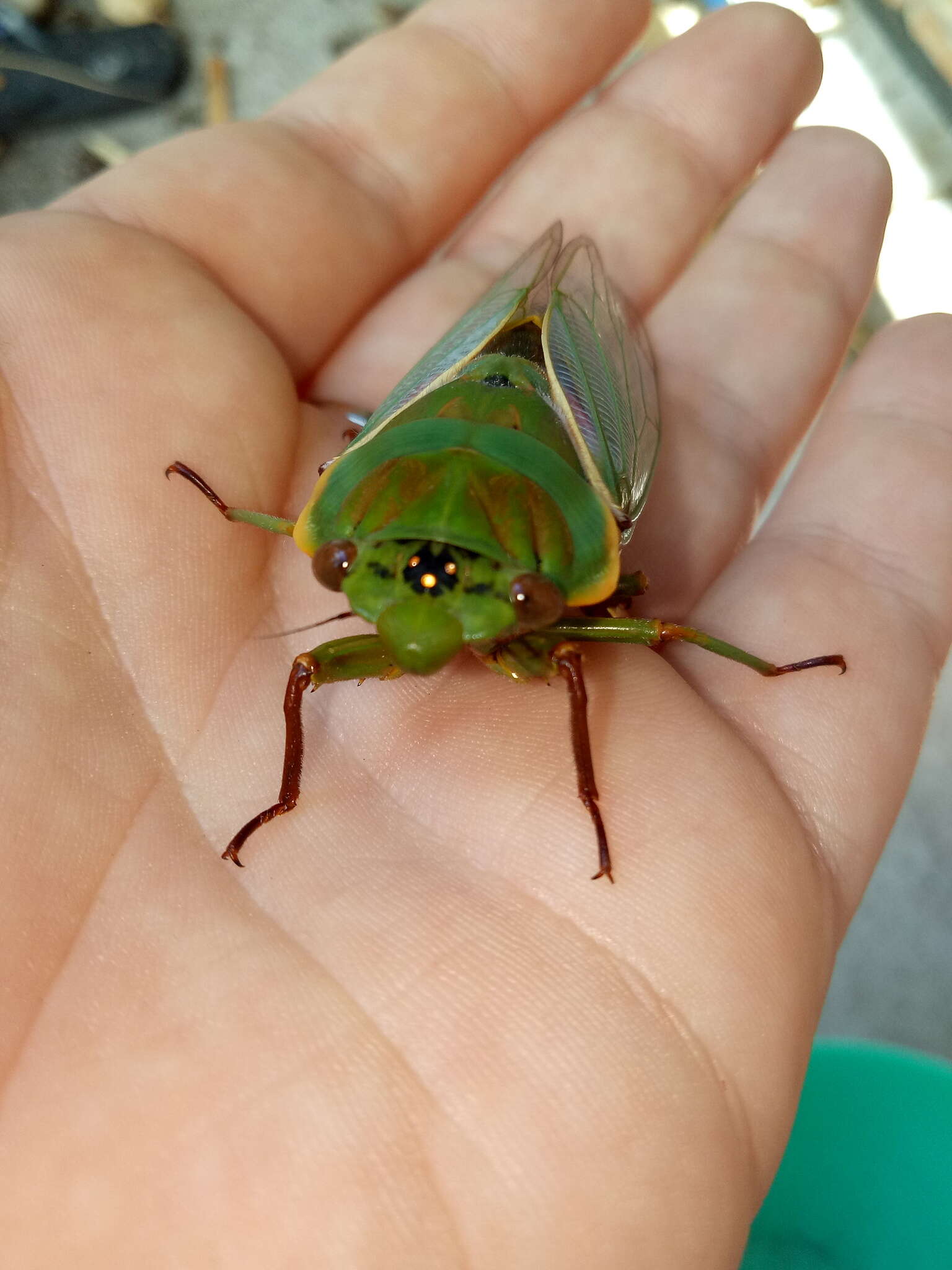 Image of Cyclochila