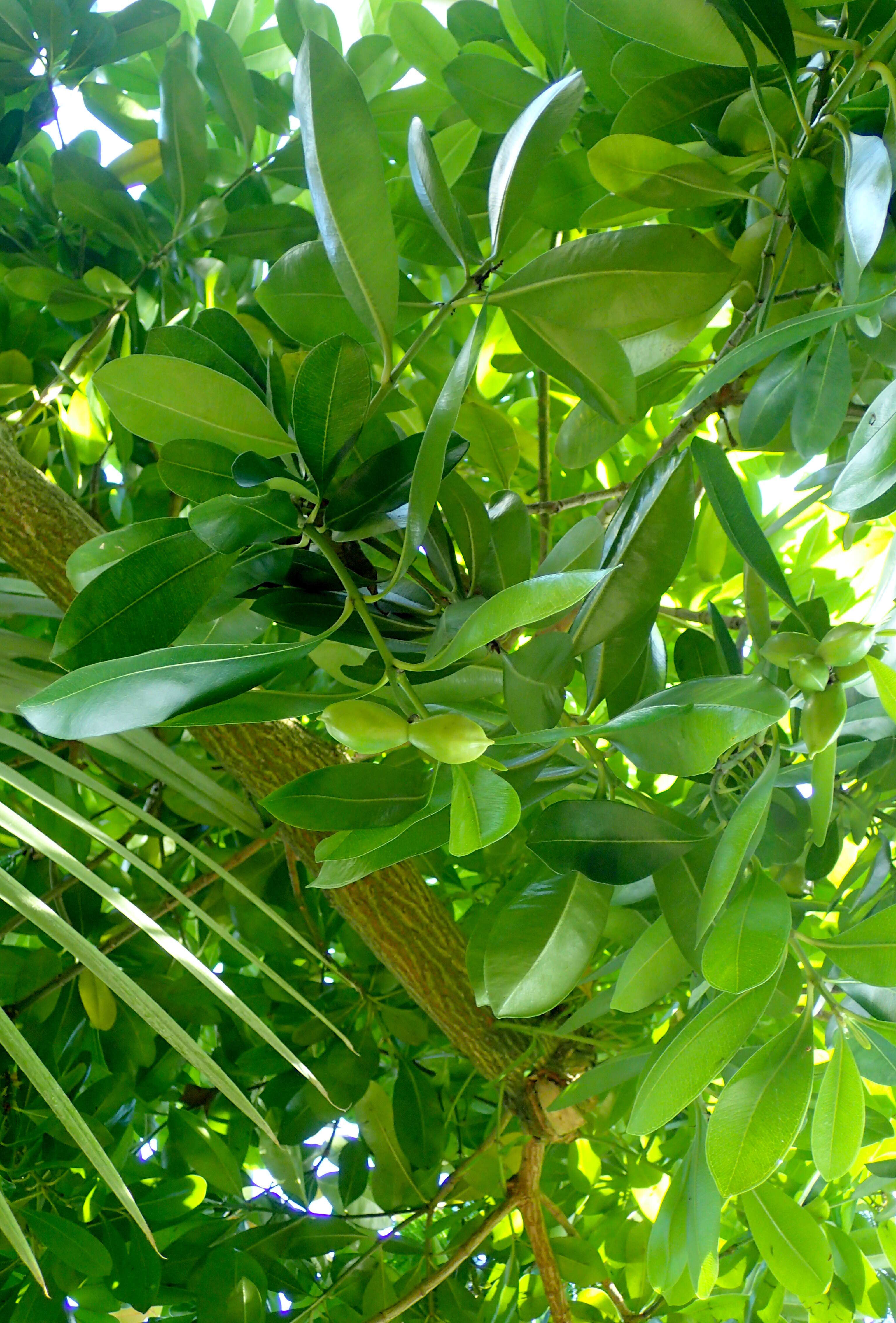 Image of elliptic yellowwood