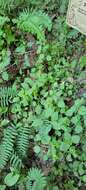 Image of whitehair goldenrod