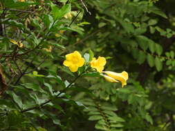 Image of bush allamanda