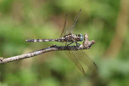 Image of Long Skimmer