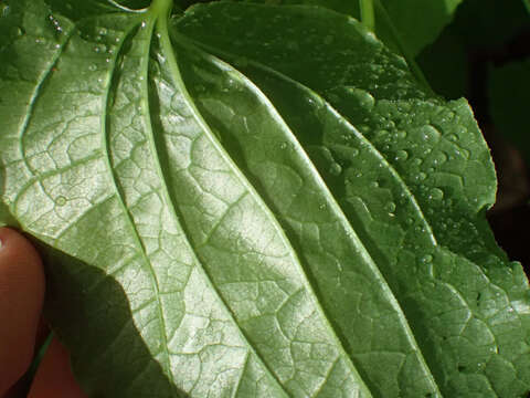 Image of Downy Carrion-Flower