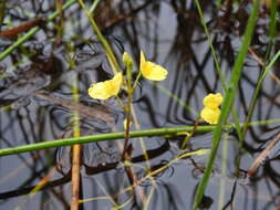 Image de Utricularia aurea Lour.