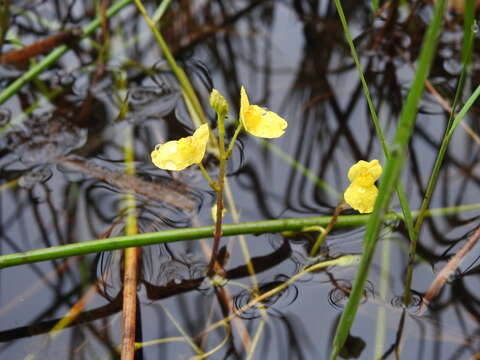 Image de Utricularia aurea Lour.