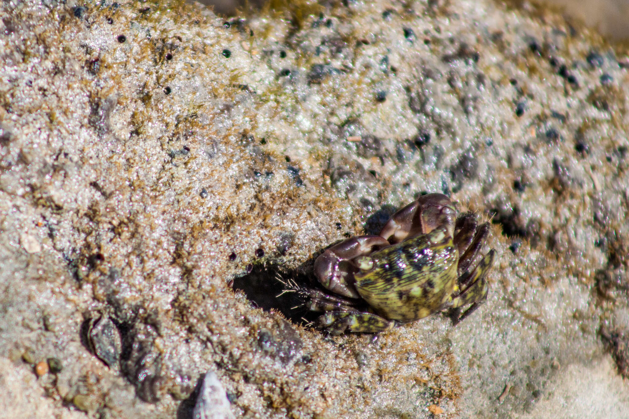 Image of mottled shore crab