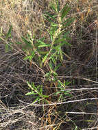 Слика од Croton linearis Jacq.