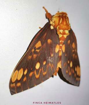 Image of Citheronia andina Lemaire 1971