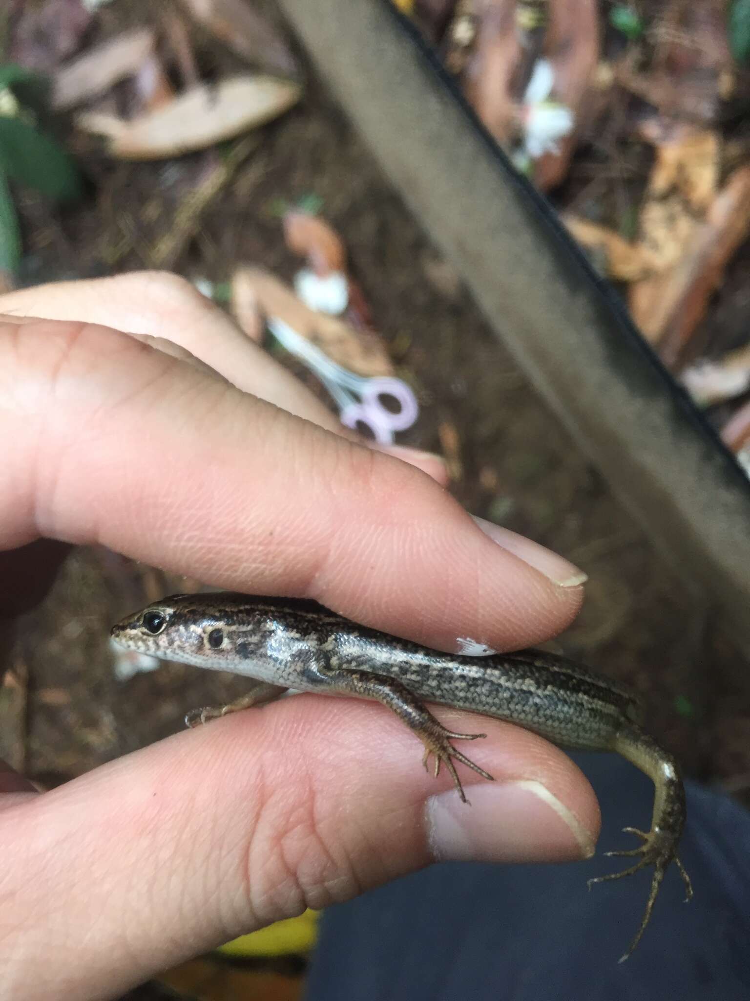 Image of Indian Forest Skink