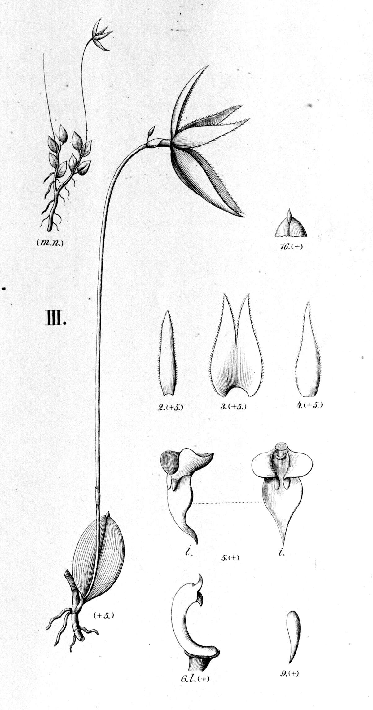 Image of Barbosella gardneri (Lindl.) Schltr.