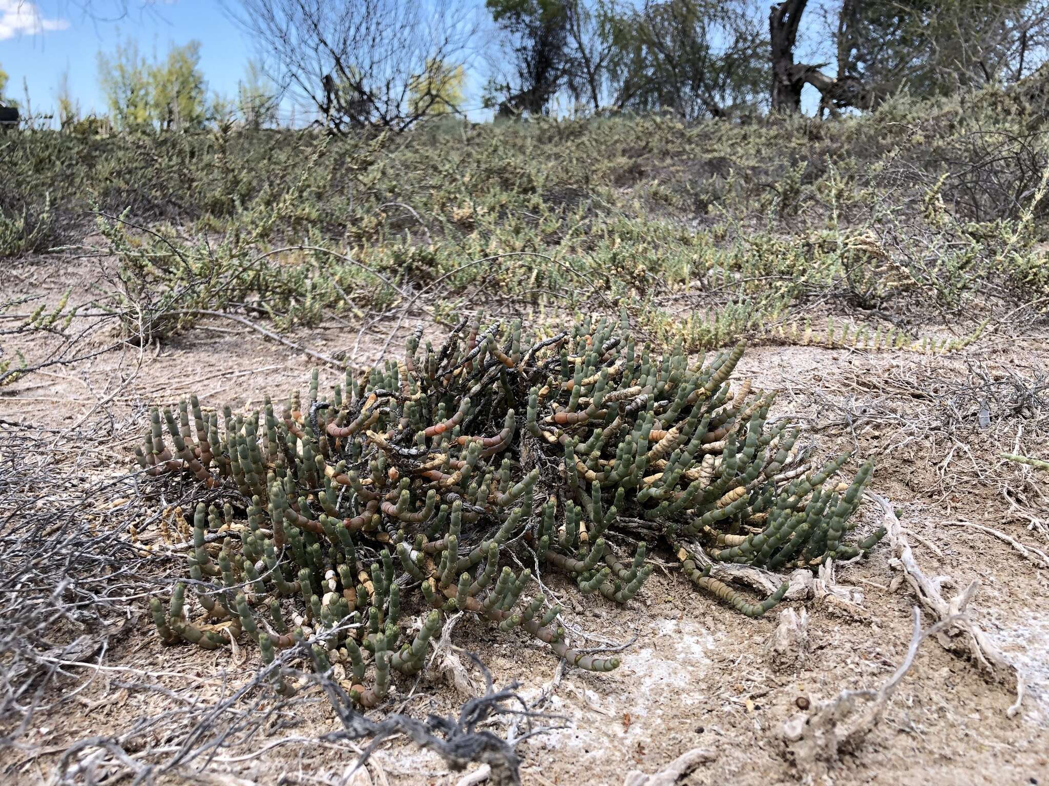 Image of Salicornia pachystachya Bunge ex Ungern-Sternb.