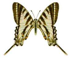 Image of Protographium leosthenes (Doubleday 1846)