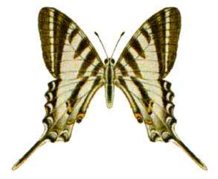 Image of Protographium leosthenes (Doubleday 1846)